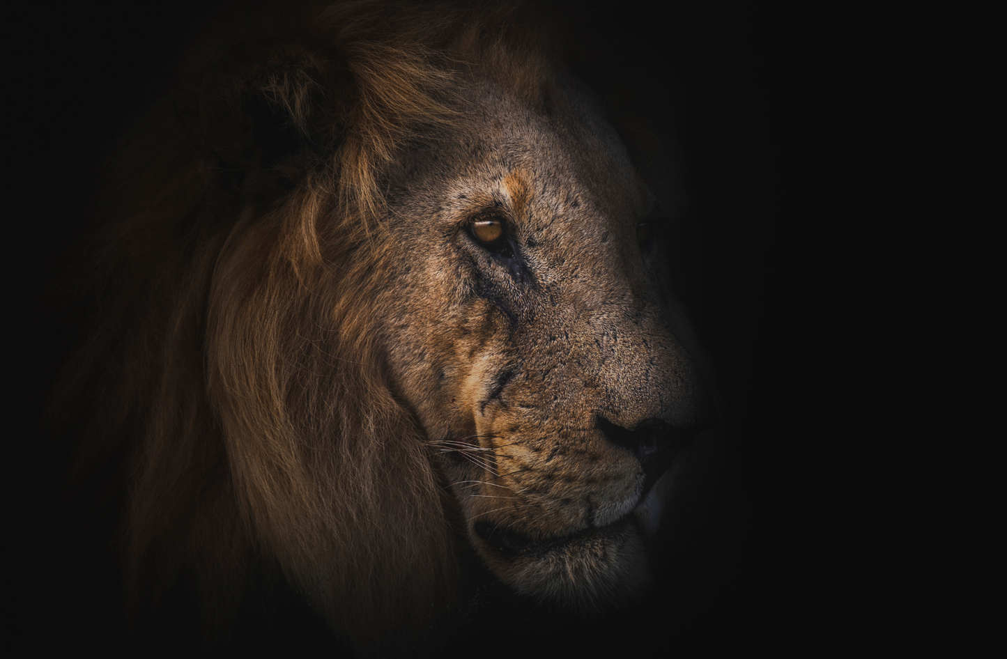 Scar