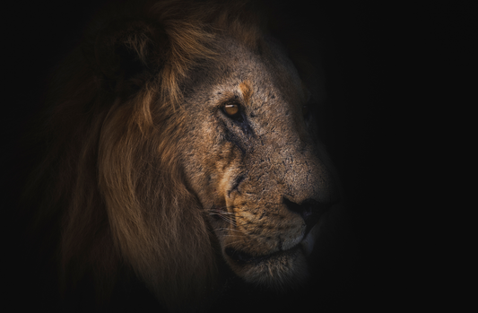 Scar