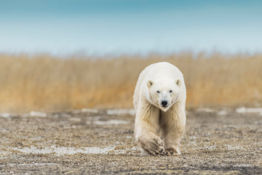 Autumn in the Arctic III
