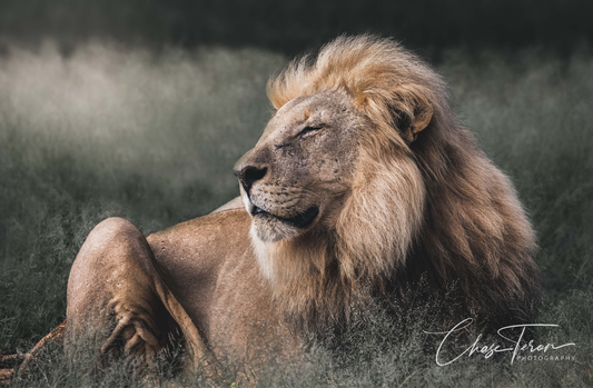 King