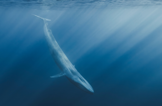 Deep Blue