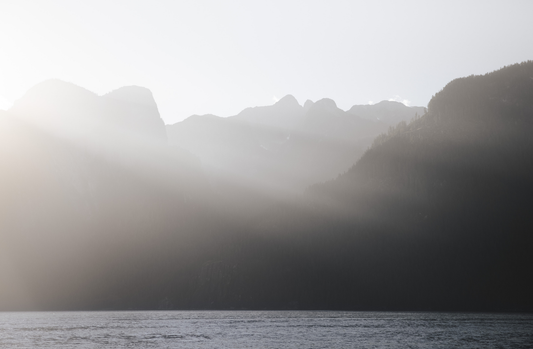 Wild Light