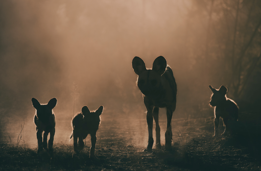 The Pack