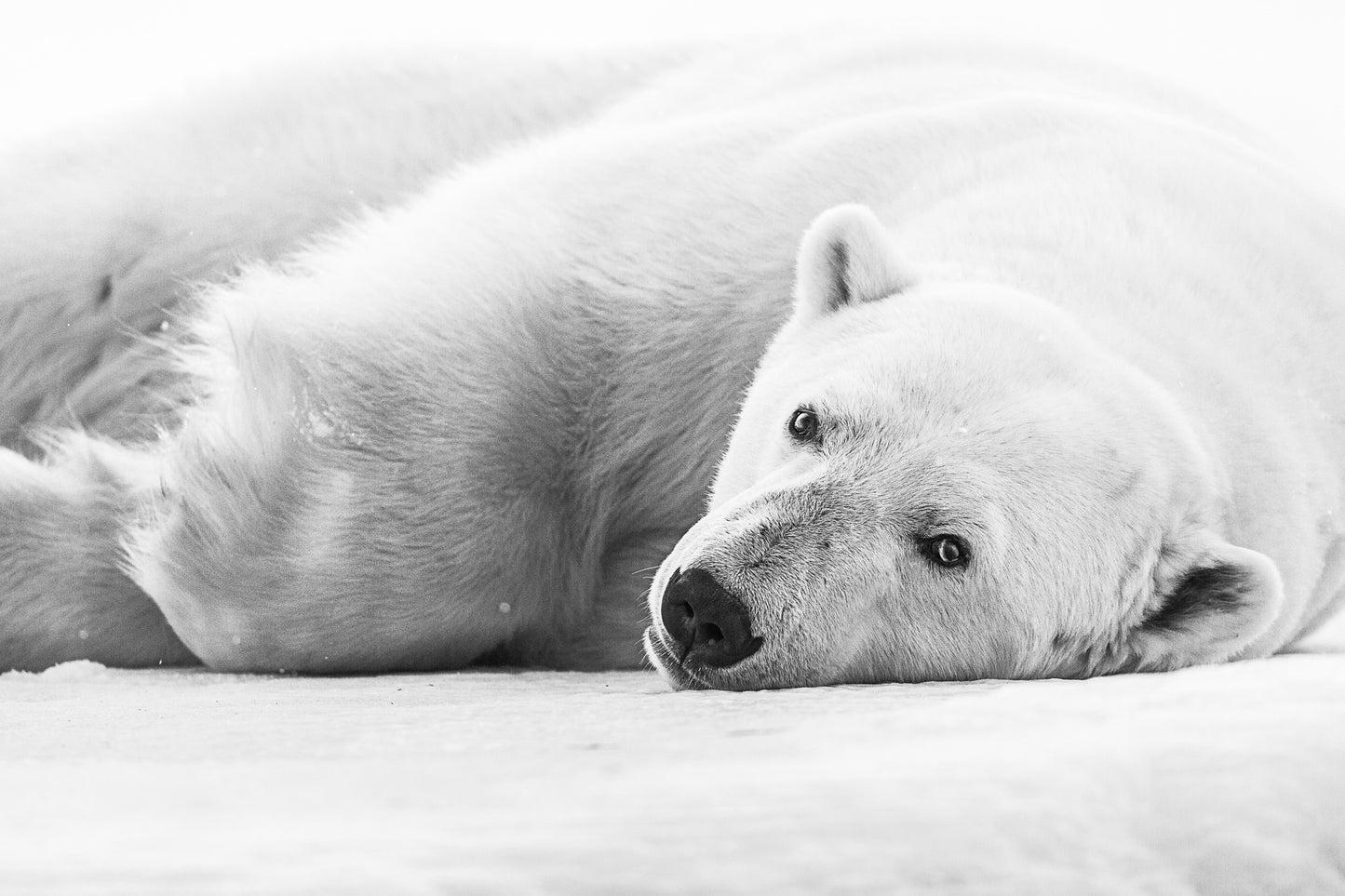 Polar Portrait